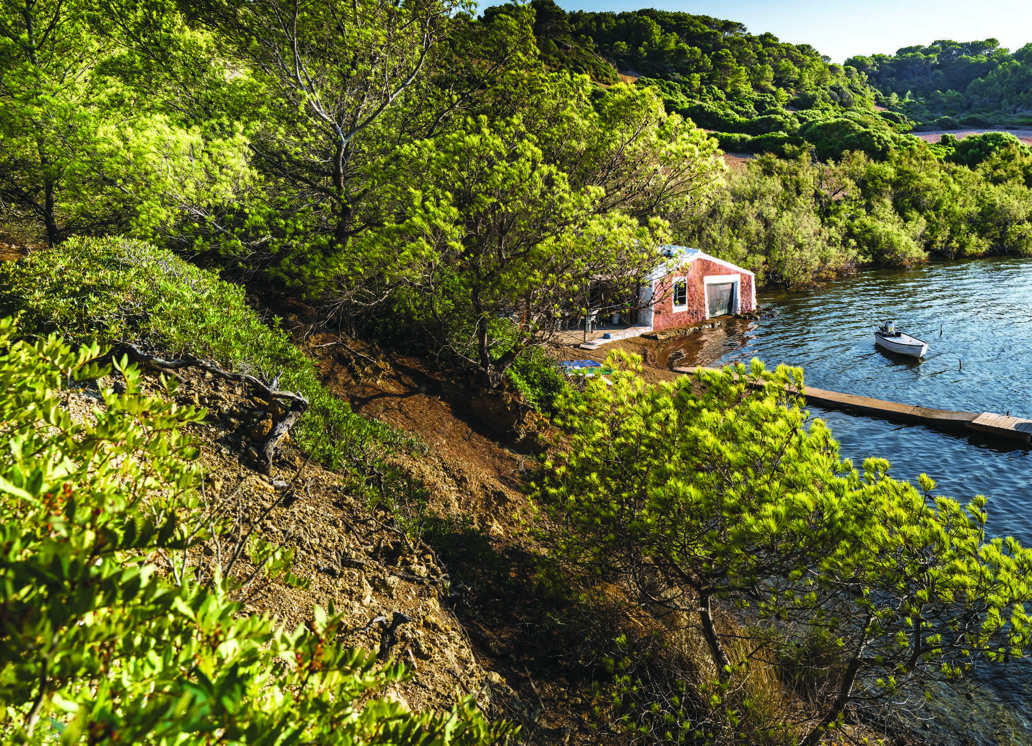 les pins sont les rois de l’île