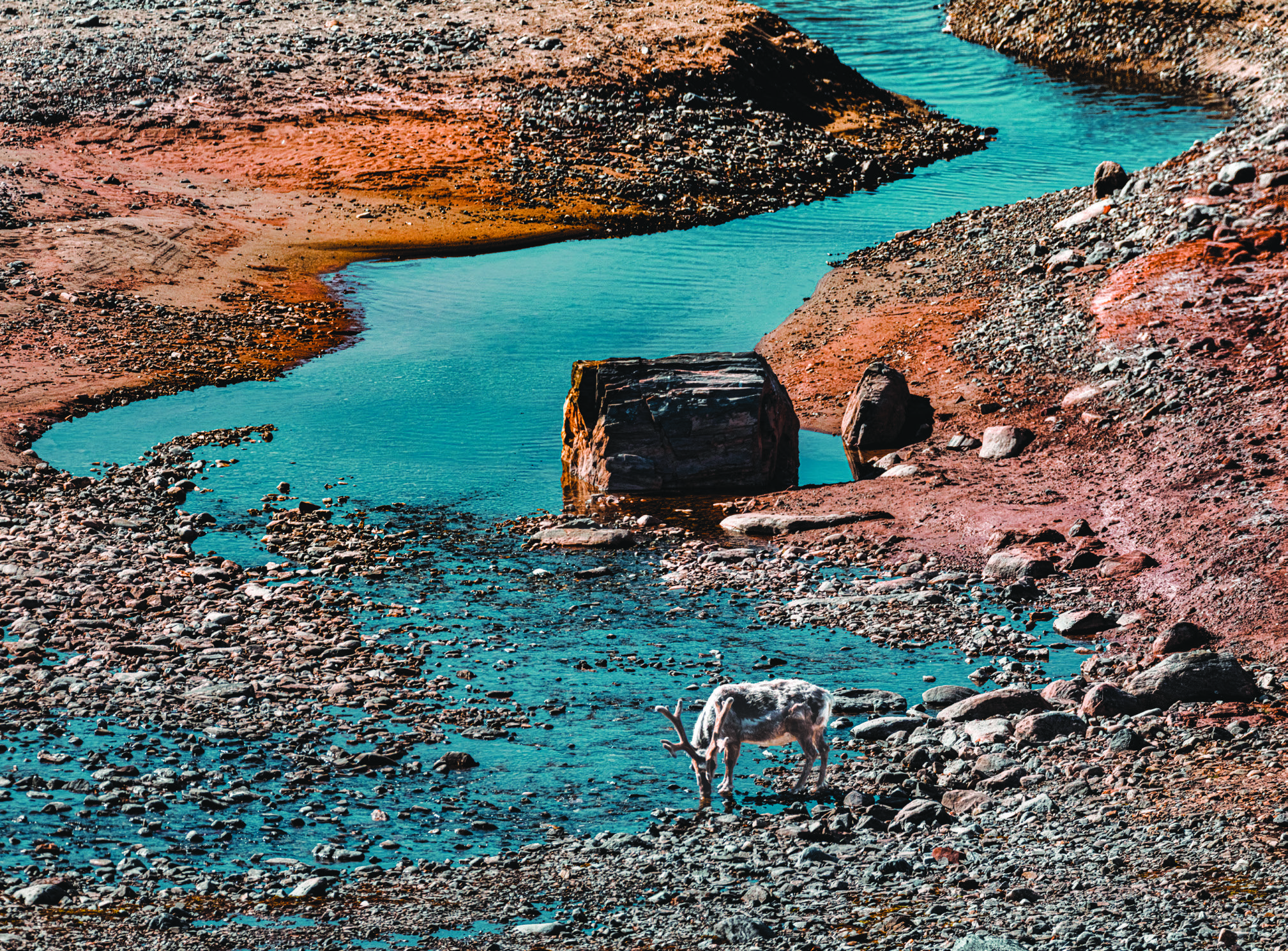 Un renne s’abreuvant.