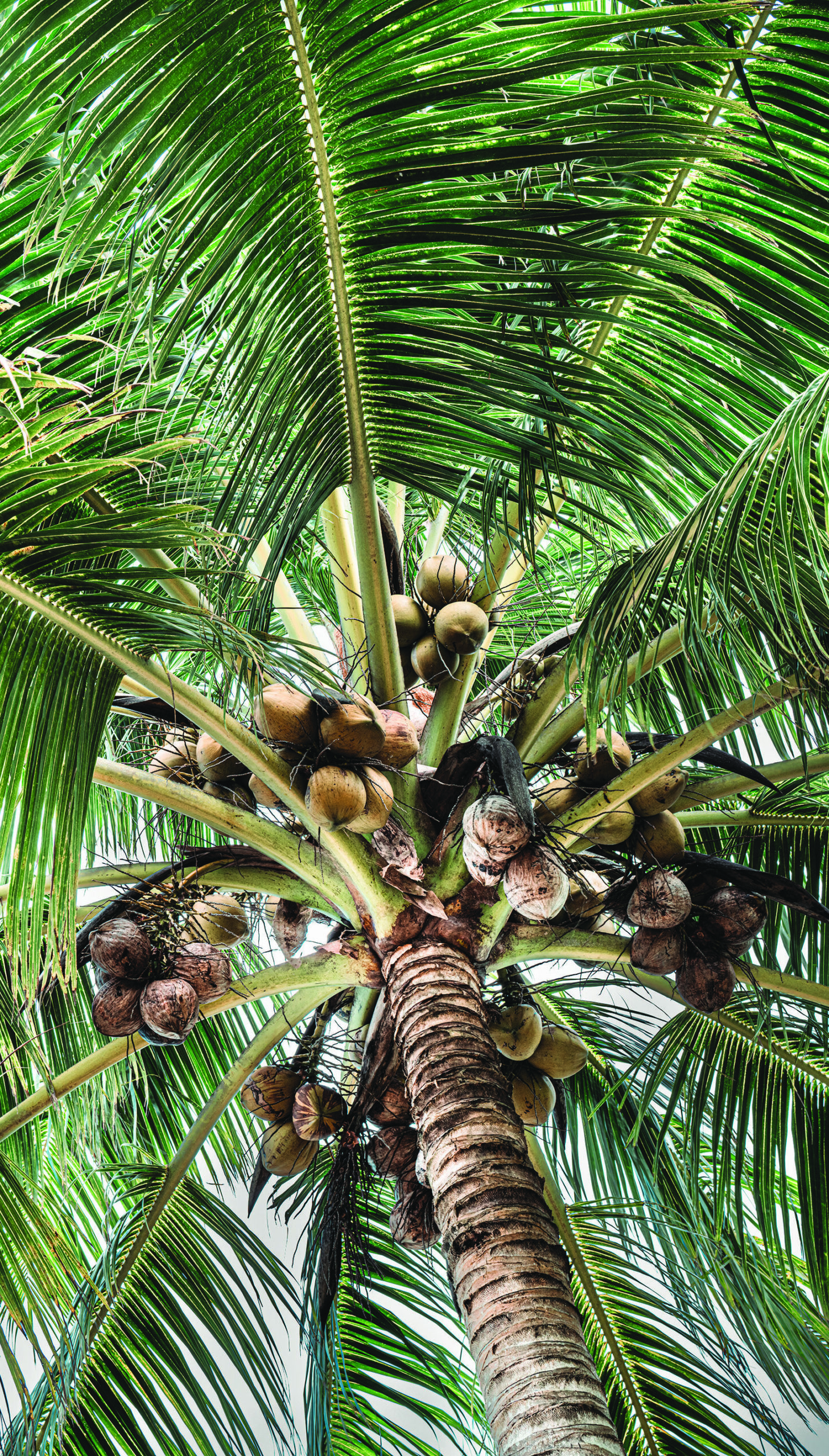 Le cocotier, cet « arbre du paradis »