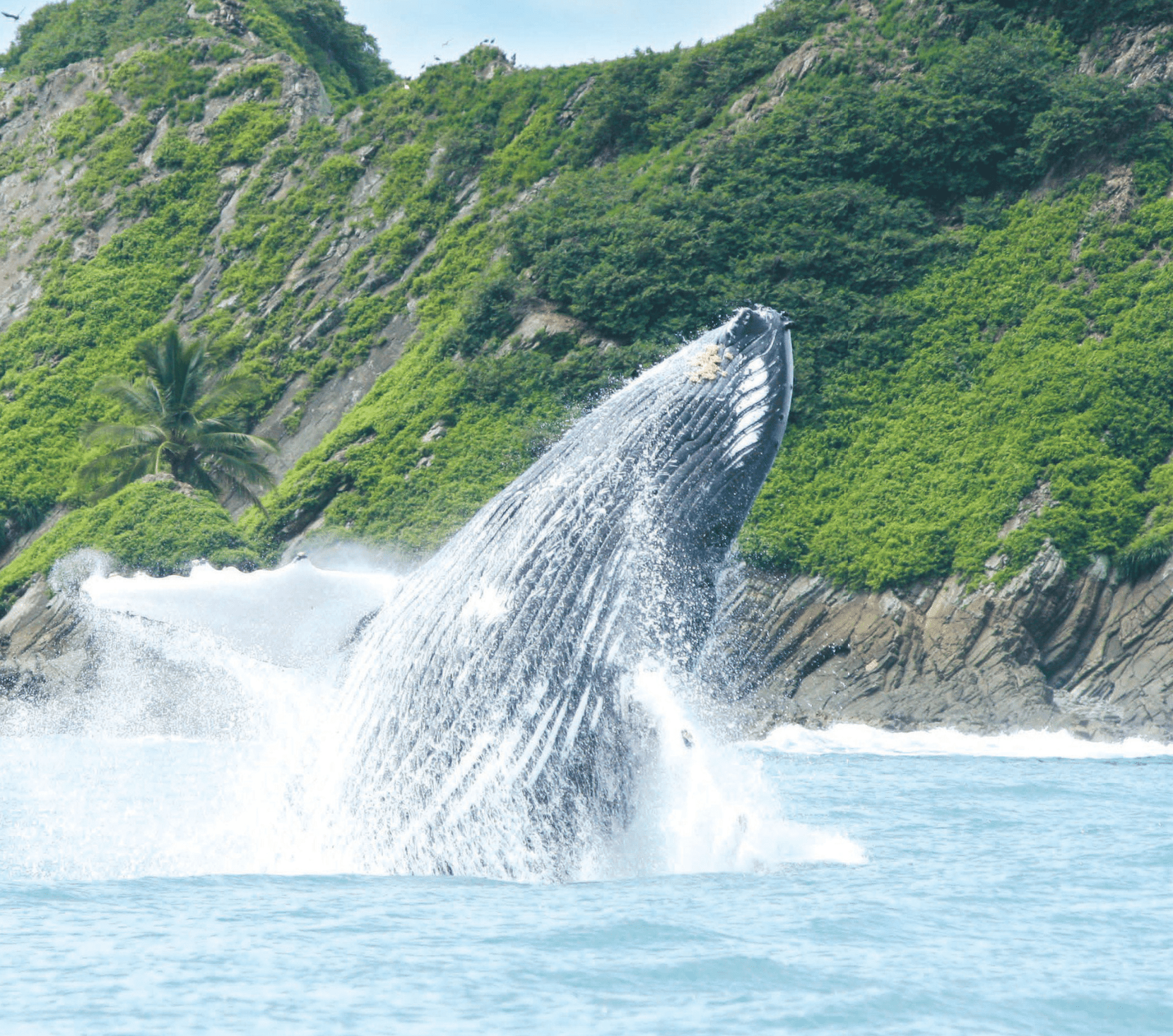 Les baleines à bosse