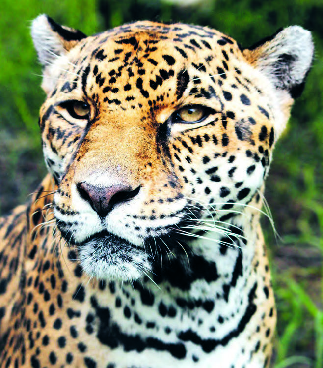 Léopard © Omar Mena