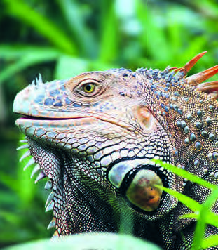 Caméléon / © Schmucki