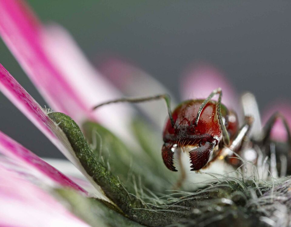 Insectes : Ces mal aimés indispensables